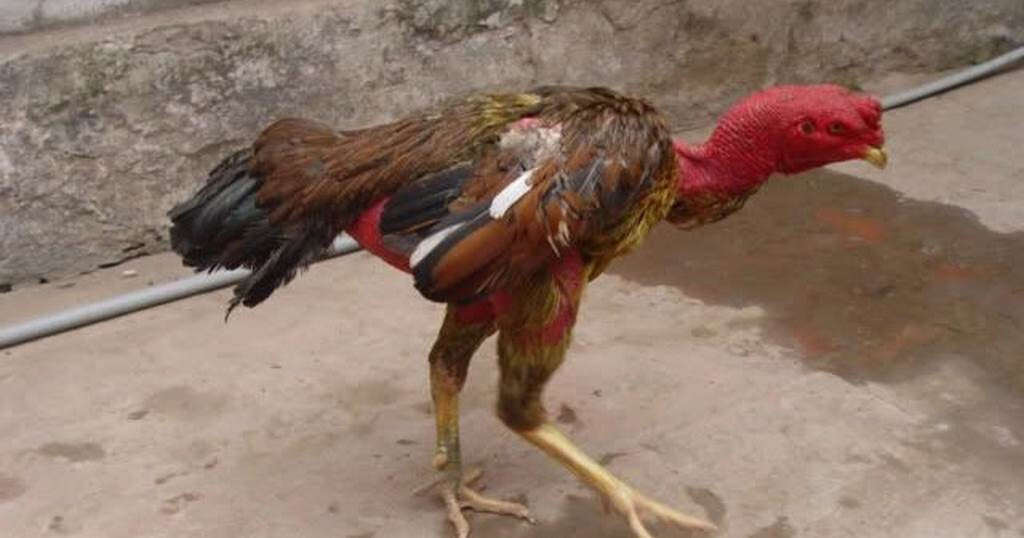 Dấu hiệu thường gặp khi gà đá bị ốm