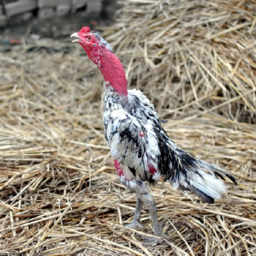 Đặc điểm chung của giống gà chọi nòi khá dễ nhận biết