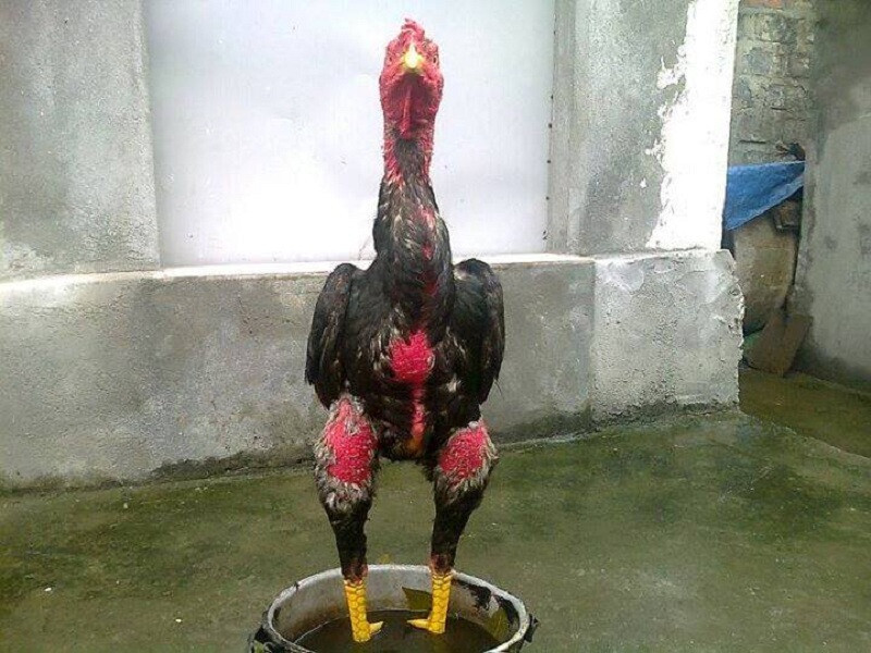 Cách làm nước cho gà chọi sau khi kết thúc trận đấu