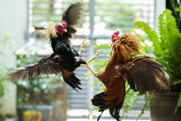 Giải mã nằm mơ thấy đá gà báo hiệu điềm gì chuẩn nhất? 7 Chiêm bao thấy người khác tặng con gà