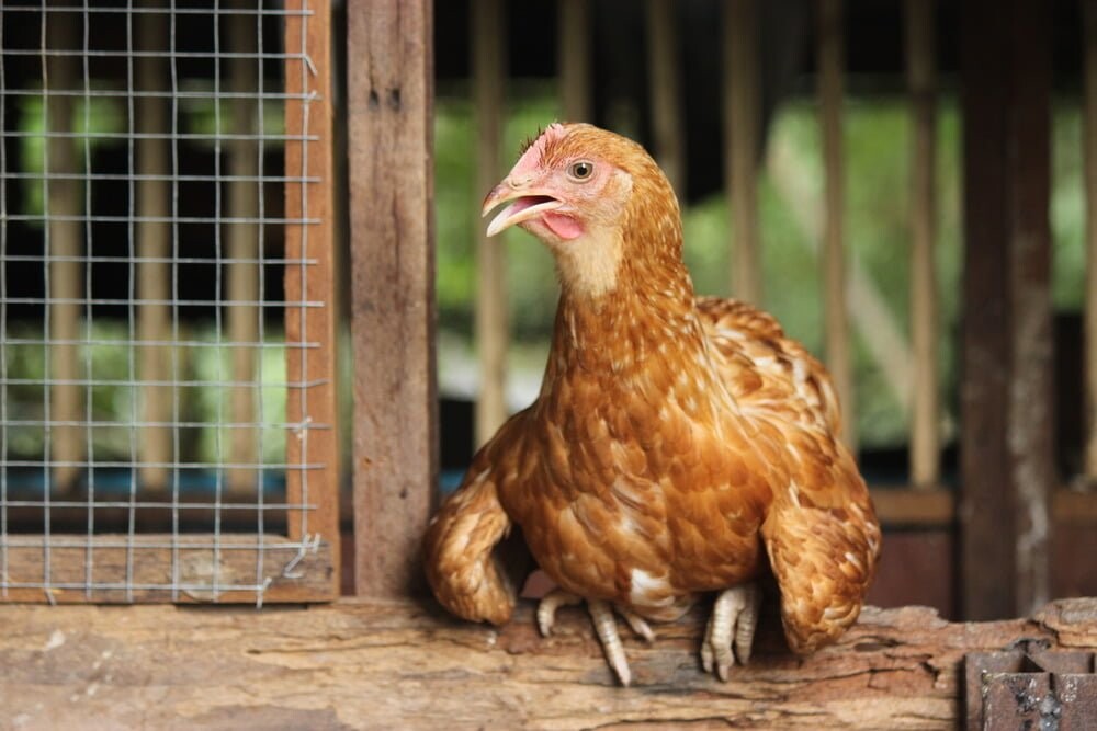 Gà há miệng thở chính là triệu chứng của những căn bệnh nguy hiểm ở gà