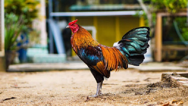 Thuốc giúp gà đá trở nên sung mãn hơn