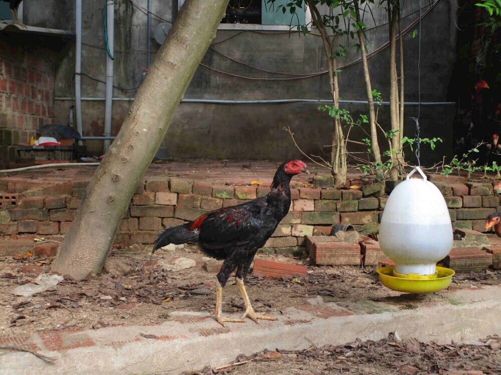 Quy trình vào nghệ cho gà đòn như thế nào?