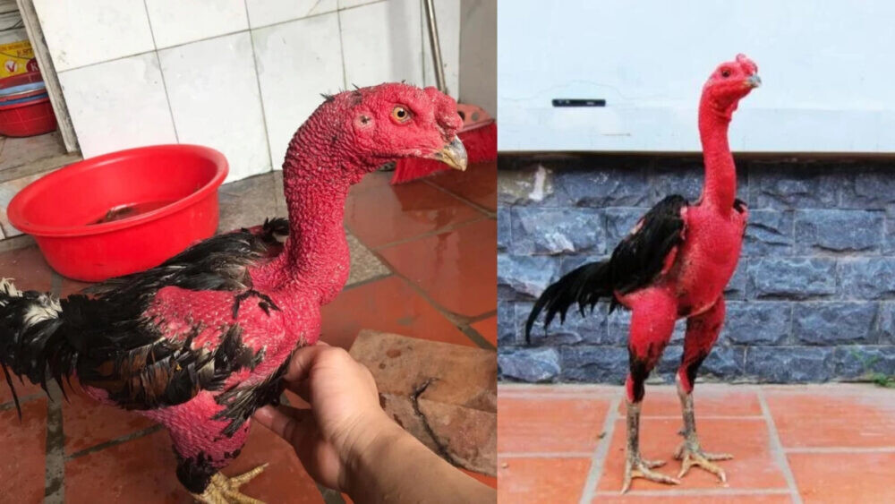 Vì sao phải vào nghệ cho gà đòn?